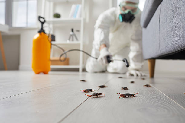 Commercial Kitchen Cockroach Control in Signal Hill